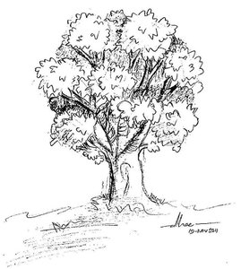 Menggambar orang dan pohon  psikotes  NEW 53932251